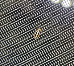 Disonycha leptolineata