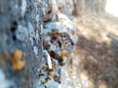 Albinaria caerulea