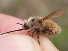 Bombylius venosus
