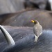 Oxpeckers - Photo (c) Lip Kee Yap, some rights reserved (CC BY-SA)