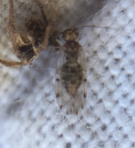 Ectopsocidae