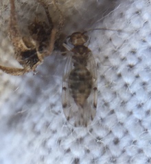 Ectopsocidae
