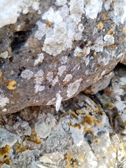 Albinaria caerulea