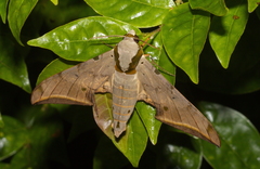 Ambulyx sericeipennis