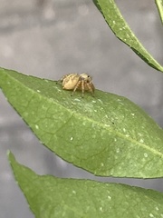Salticidae