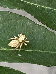 Salticidae