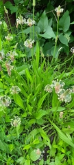 Plantago lanceolata