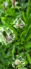 Plantago lanceolata