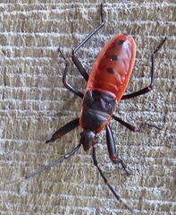 Macrocheraia grandis