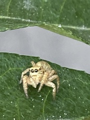 Salticidae