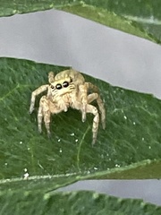 Salticidae