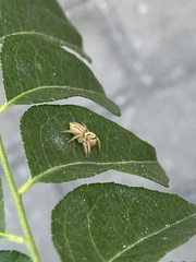 Salticidae
