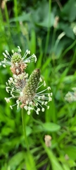 Plantago lanceolata