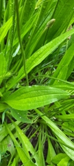 Plantago lanceolata