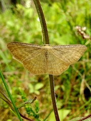 Idaea pallidata
