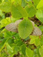 Idaea pallidata