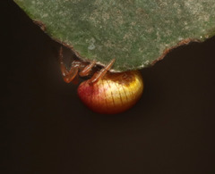 Demadiana