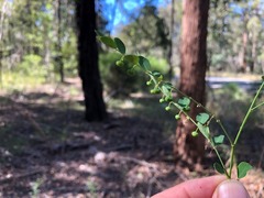 Phyllanthus similis