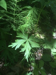 Aconitum delphiniifolium