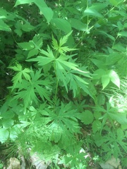 Aconitum delphiniifolium