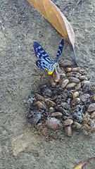 Dysphania transducta