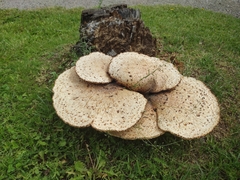 Cerioporus squamosus