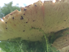 Cerioporus squamosus