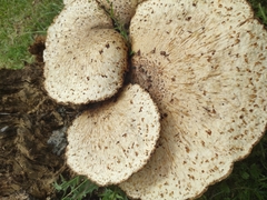 Cerioporus squamosus