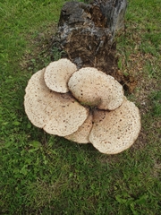 Cerioporus squamosus