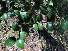 Psydrax odorata buxifolia