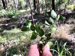 Psydrax odorata buxifolia