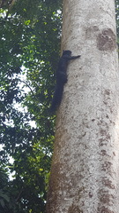 Callosciurus prevostii pluto