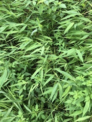 Microstegium ciliatum