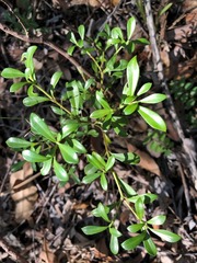 Psychotria daphnoides