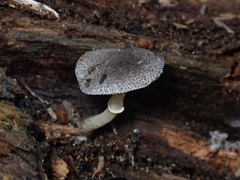 Lepiota fuliginosa