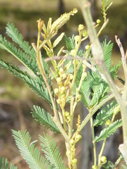 Acacia filicifolia