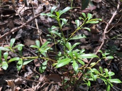 Psychotria daphnoides