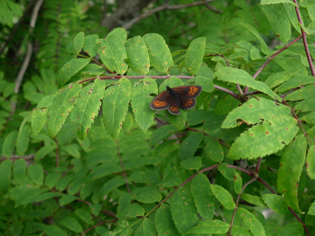 Mountain Ringlet