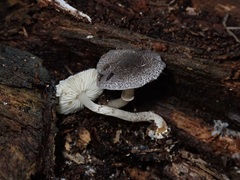 Lepiota fuliginosa