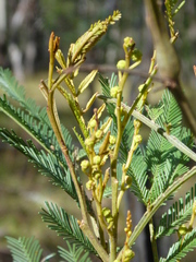 Acacia filicifolia