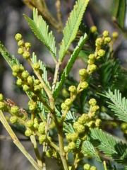 Acacia filicifolia