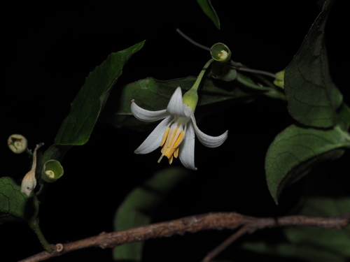 Styrax faberi