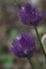 Allium barsczewskii