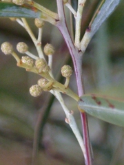 Acacia neriifolia
