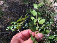 Psydrax odorata buxifolia