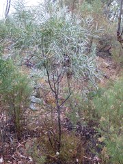 Acacia neriifolia