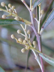 Acacia neriifolia