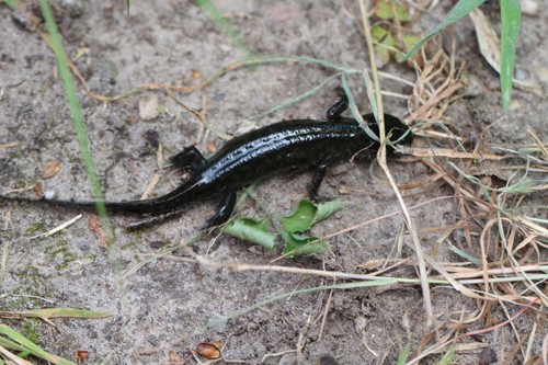 Alpine Newt, Tongelre, Eindhoven, Nederland, photo 9 of 10