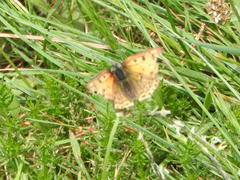 Lycaena bleusei