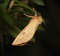 Fraus crocea